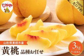 【2026年産先行予約】　採れたて黄桃(品種お任せ) 約3kg (7～12玉)晴天畑提供 山形県 東根市 hi026-057