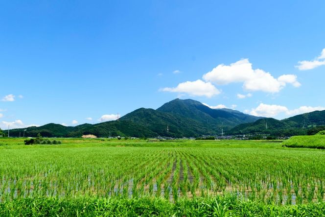 手羽先餃子 博多とんこつ味 10本 博多しょうゆ味 10本 計 20本 [大雅 福岡県 筑紫野市 21761456] 九州 おつまみ おかず ぎょうざ 手羽先 冷凍