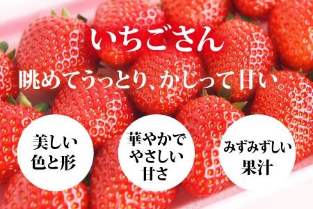 【先行受付 令和7年12月中旬より発送】【農家直送】いちごさん240g×2パック【佐賀県産 国産 人気 いちご おいしい スイーツ 果物 ブランド】(H124101)
