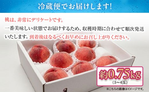 白桃 約0.75kg（3～4玉）和歌山県産 厳選 化粧箱入り ｜ 白鳳・清水白桃・川中島・もも・はくとう【化粧箱入り】 ※北海道・沖縄・離島への配送不可 ※2026年7月上旬～7月下旬頃に順次発送予定
