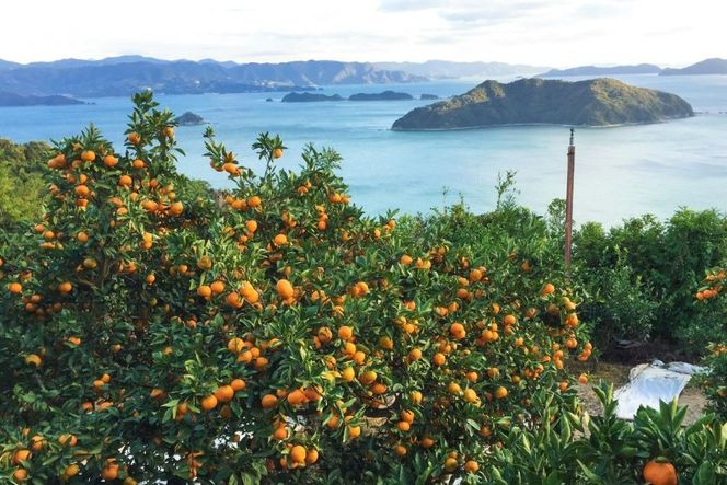 【愛媛県産】田縁農園の無添加100% せとか・甘平ジュース2本セット（720ml×2本/せとか1、甘平1） ストレート果汁100％ IKTA011