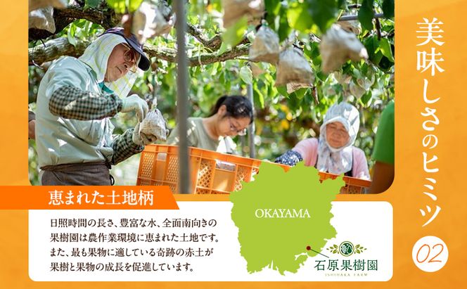 梨 2026年 先行予約 あたご梨・鴨梨（ヤーリー）詰合せ 合計約4kg あたご2～3玉 鴨梨3～7玉 贈答箱【11月下旬～12月中旬頃発送】 ナシ なし 岡山県産 国産 フルーツ 果物 ギフト 石原果樹園 