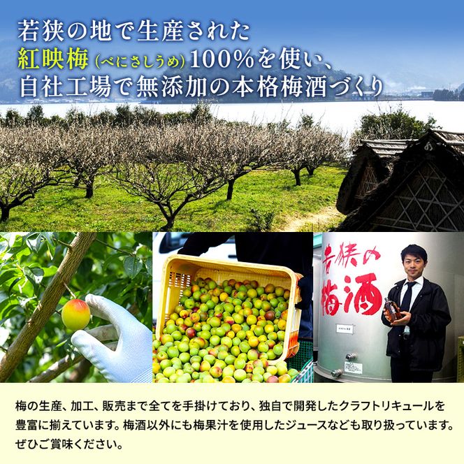 無糖の梅酒BENICHU38°（750ml×6本） お酒 洋酒 リキュール 