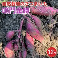 【期間限定】自然栽培のさつまいも 12kg 鳴門金時 京都 亀岡産 かたもとオーガニックファームよりお届け《サツマイモ 野菜 産地直送 国産 スイーツ》 ※2024年11月上旬～2025年1月下旬頃に順次発送予定 ※離島への配送不可