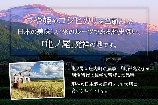 【新米受付】令和8年産 特別栽培米 つや姫 10kg 5kg×2袋 2026年産 ブランド米 米 国産 単一原料米 山形 庄内平野 コシヒカリの原点、亀の尾発祥の地 庄内【R8.10月以降発送開始/入金期限：2026年9月15日】