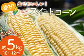 BI207【令和9年度出荷分】とうもろこし スイートコーン イエロー 2L〜3Lサイズ 10本〜12本 約5kg [ トウモロコシ コーン ゴールドラッシュ 野菜 5キロ さかいさんち SAKAI FARM 長崎県 島原市 ]