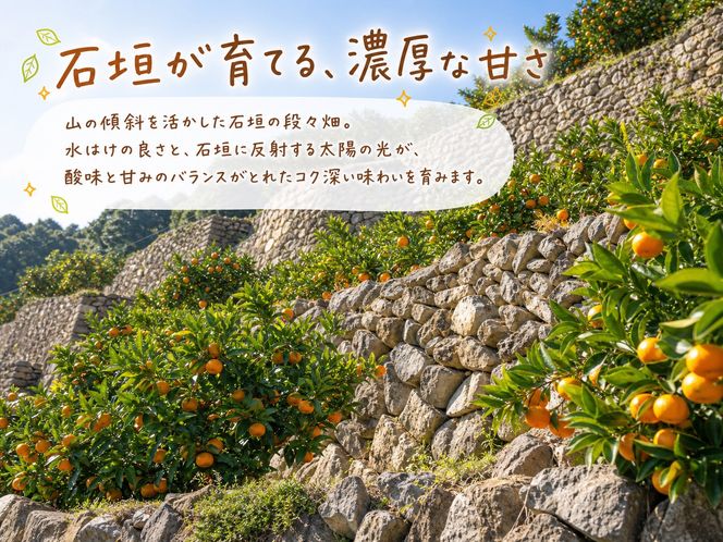 有田の小粒みかん 約5kg (S～3Sサイズ混合)［2026年11月下旬以降発送］［先行予約］［UT134］ 303446_XF91174