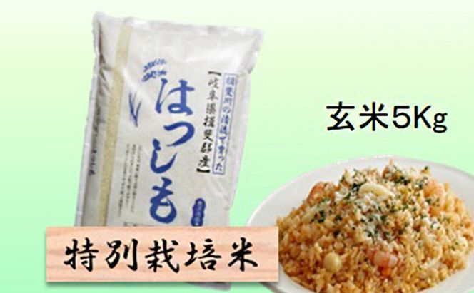 特別栽培米 【 令和8年産 】 玄米 5kg 【 ハツシモ 】