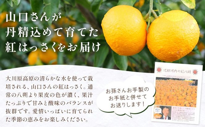 八朔 紅八朔 村のこだわり 紅はっさく 約3kg 山口允張《1月中旬-2月中旬頃出荷》 徳島県 佐那河内村 送料無料 柑橘類 柑橘 果物 フルーツ はっさく べにはっさく お取り寄せフルーツ【配送不可地域あり】※離島不可---sanagouchi_ymh_2_3kg---