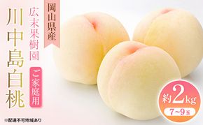 【2026年先行予約】 桃 岡山県産 ご家庭用 川中島 白桃 約2kg(7～9玉)《2026年7月中旬-8月上旬頃出荷》 白桃 岡山 はくとう スイーツ フルーツ 果物 先行予約 数量限定 期間限定 岡山 里庄町 モモ もも 桃