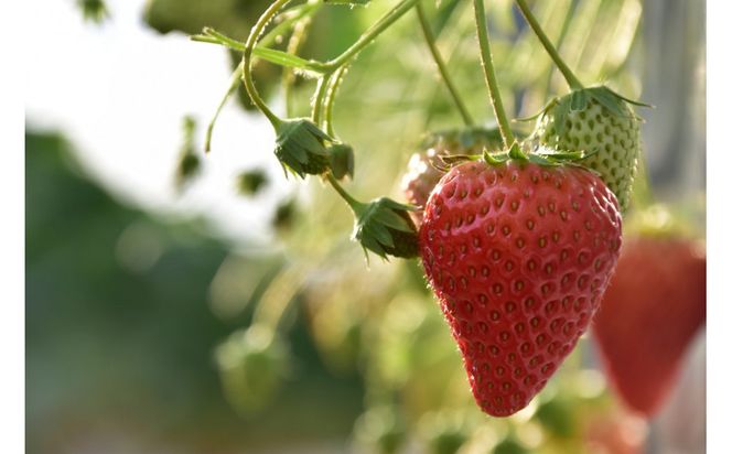 【訳アリ 冷凍いちご】静岡県産の完熟紅ほっぺを使用した冷凍いちご1kg【静岡県産】 222232_CF002