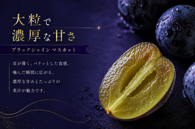 【2026年発送】先行予約 富士の輝き 富士の輝 ブラックシャインマスカット 1房 700g以上 山梨県産 希少 高級 黒系ぶどう 贈答 【山梨県笛吹市 産地直送】ぶどう フルーツ 果物 209-012-26y
