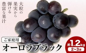 【2027年先行予約】岡山県産 ご家庭用 オーロラブラック 2～3房 約1.2kg 《2027年9月上旬-9月下旬頃出荷》 岡山県 笠岡市 巨峰 ぶどう 葡萄 果物 フルーツ【配送不可地域：離島】---H-105---