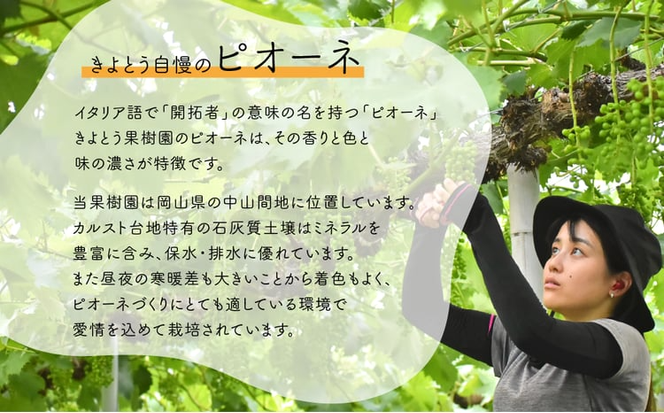 【2026年先行予約】特選 種なしピオーネ 3-5房/計2.0kg~ (岡山県産)【KF-B007-02】