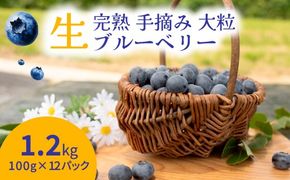 【先行受付予約】知多半島 生ブルーベリー 1.2kg（100g×12パック） 完熟 果物 フルーツ 旬 農園直送 青果物 国産 健康 美容 愛知県 美浜町 ブルーベリーの里みはま 産地直送 ※2026年6月上旬～8月中旬に順次発送予定 送料無料 数量限定 期間限定 ※北海道・沖縄・離島への配送不可