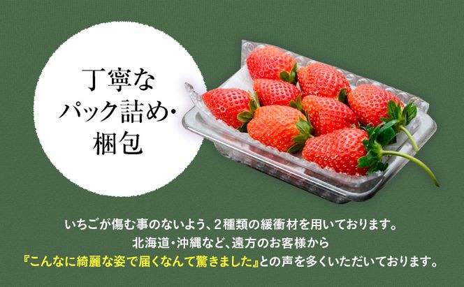 【先行予約】いちご とちあいか つる付き 4パック ※2027年3月～発送