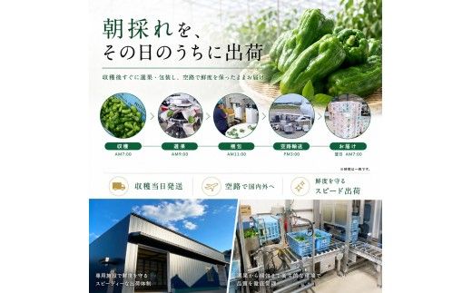 ピーマン 2kg P.SUKE（ピースケ）野菜 新鮮 みずみずしい 肉厚 料理 サラダ スティック野菜 野菜炒め 肉詰め 青椒肉絲 高知県 芸西村