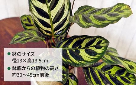 葉模様が独特で美しい『 カラテア ・ マコヤナ 』 糸島市 / cocoha [AWB023] 観葉植物 インテリア 緑 植物 お祝い ギフト カラテア グリーン プレゼント