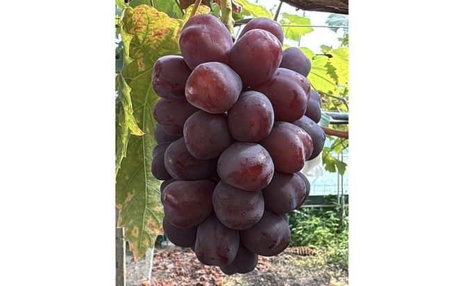 ぶどう 2026年 先行予約 話題の品種 富士の輝 1房詰め 特秀ランク 700g以上 特秀 葡萄 岡山県産 国産 フルーツ 果物 ギフト 【 Nini farm 農家 直送 】 [№5735-3483]