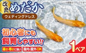 改良メダカ ウェディングドレス 1ペア メダカ 水槽 観賞魚 愛西市 / 株式会社プロスパージャパン[AEAK009]
