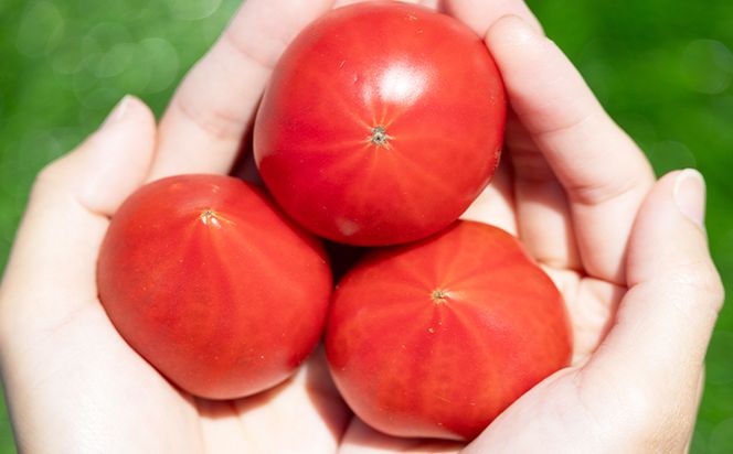 トマト 野菜ソムリエが育てた うしの惠フルーツトマト 1kg(500g×2) 甘い フルーツトマト 高知 アレンジ サラダ 鍋 サンドイッチ 完熟 リコピン 甘い あまい 贈答 国産 mj-0025