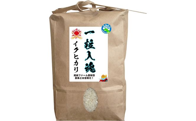 栽培期間中 減農薬イクヒカリ 白米5kg 6ヶ月定期お届け お米ブランド米 精米 ご飯 おにぎり お弁当 和食 福井県認証特別栽培米 冷めても美味しい 