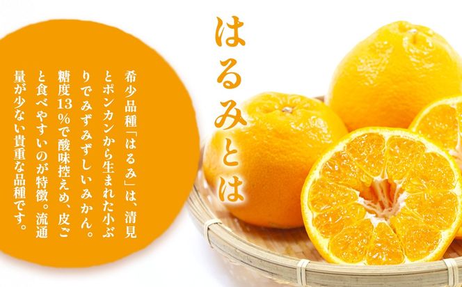 【先行予約】【訳あり】はるみ計10kg※離島への配送不可（2027年2月中旬頃より順次発送予定）IKTAC032