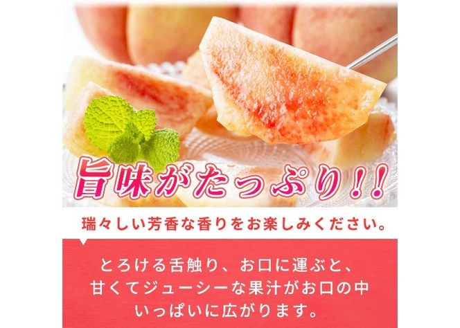 紀州和歌山産の桃　１５玉　化粧箱入 ※2026年6月下旬頃〜2026年8月上旬頃順次発送（お届け日指定不可） 【uot780A】