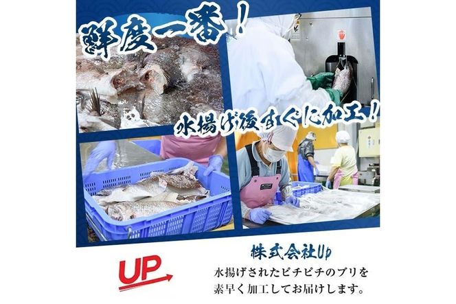 ブリチャン (500g) 鰤 ブリ チャンジャ 韓国料理 コチュジャン おつまみ 加工食品 大分県産 大分県 佐伯市【EW001】【(株)Up】