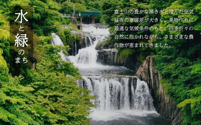 【2026年先行予約】山梨県産 シャインマスカット 1房（約700g）｜大粒 高糖度 種なし 甘い ぶどう 葡萄 フルーツ 果物 産地直送 贈答用 送料無料  JX002 