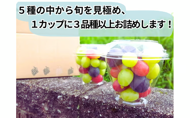 ※2026年の予約です！※【産地直送】フルーツ王国岡山！シャインマスカット入りぶどう粒カップ×２ / 岡山 真庭 シャインマスカット 食べ比べ 葡萄 ブドウ ぶどう 新鮮 果物 フルーツ 人気 数量限定 粒切 食べやすい ギフト ぶどう専門 林ファミリー (2026年9月～発送予定) 【hfbd002-02】