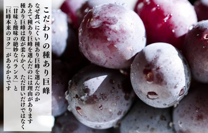 冷凍 種あり 巨峰 約1kg 秀優混合 サイズミックス 和歌山県産 産地直送 ぶどう クール便  【みかんの会】AX398