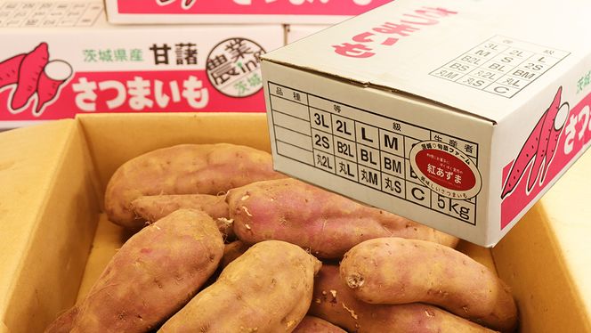 さつまいも 【 選べる品種 】 5kg / 10kg ( 箱込 ) サツマイモ さつま芋 芋 いも 野菜 焼き芋 スイーツ おやつ 国産 シルクスイート 紅はるか 紅あずま ふくむらさき ほしあかね