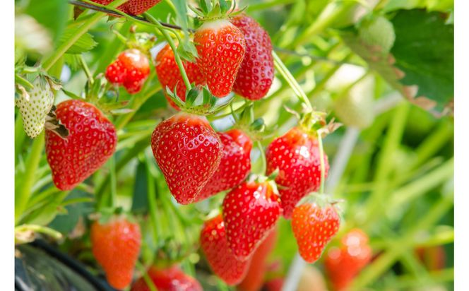 こだわり栽培　いちご　【食べ比べ】　すず（1pac) x　ゆめのか(1pac) 【2025年12月～2026年4月末までお届け】 232238_DS005