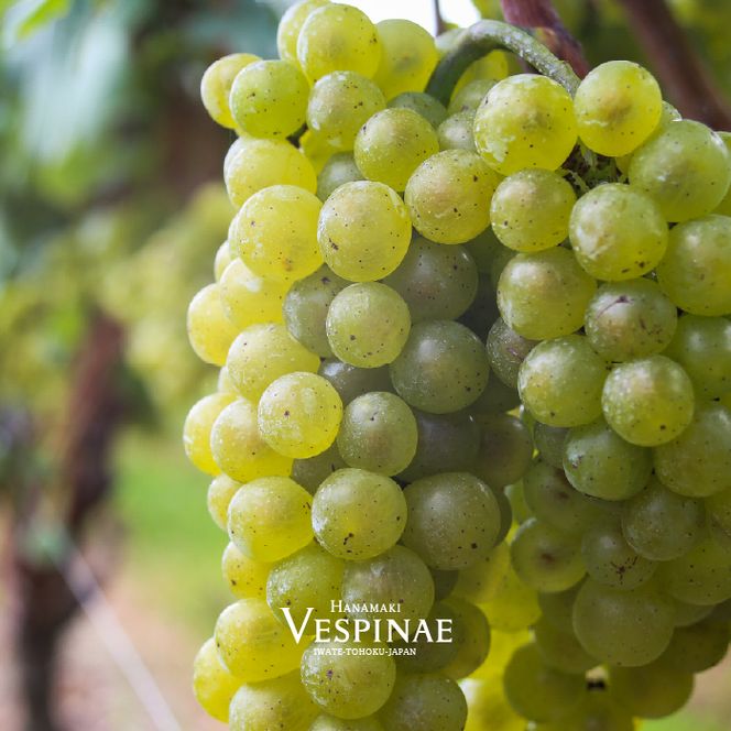 Vespinae（ベスピナエ）  2023 岩手シャルドネ 750ml×1本 【1699】