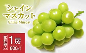 【先行予約】JAむなかた厳選【むなかた産シャインマスカット】1房(800ｇ以上)【JAほたるの里】_AS0913-00