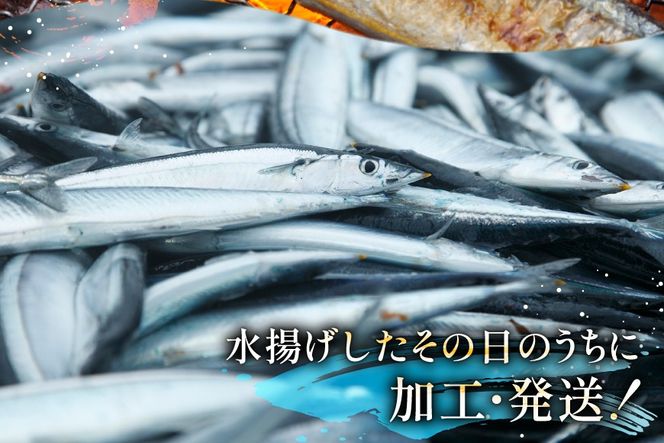 【期間限定発送】 生 さんま 10尾 [阿部長商店 宮城県 気仙沼市 20565760] 魚 サンマ 秋刀魚 生鮮 鮮魚 季節限定