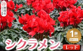 【先行受付11月20日より発送 数量・期間限定】鉢花 シクラメン レッド 6号鉢【シクラメン 冬のギフト ふるさと納税】(H069113)