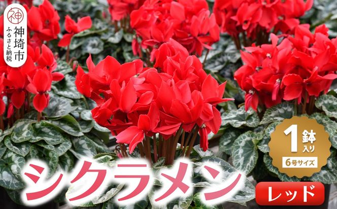 【先行受付11月20日より発送 数量・期間限定】鉢花 シクラメン レッド 6号鉢【シクラメン 冬のギフト ふるさと納税】(H069113)