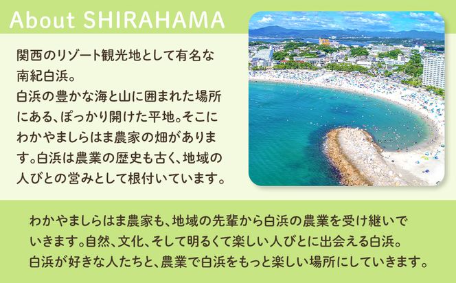 しらはまレタポタ 6袋 セット わかやましらはま農家 特製 ポタージュスープ 304018_DK03