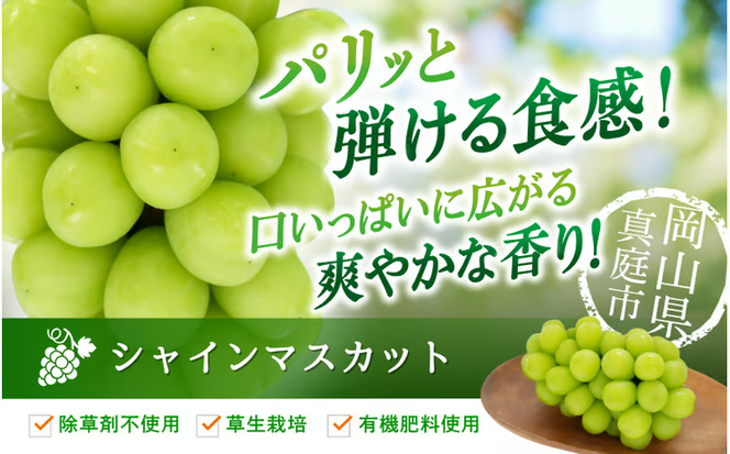 【2026年先行予約】 花笑み農園 シャインマスカット1kg（2房）贈答用 （優品以上） 大粒でずっしり！ 岡山 真庭 シャインマスカット 大粒 ぶどう 2026年9月下旬～ 受付順に発送予定 【hana015-03】