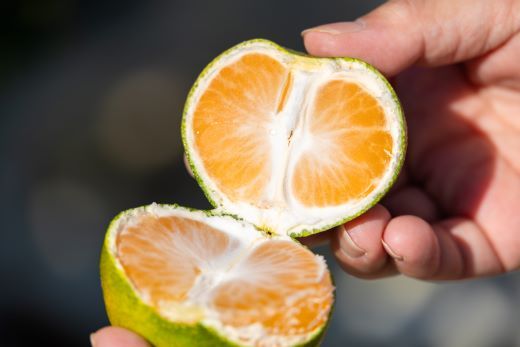 みかん 定期便 5回 土佐乃かなやの家庭用みかん10kg(Lサイズ)×5回 合計50kg - 定期便 数量 国産 早生みかん 極早生みかん グリーンみかん 蜜柑 ミカン 柑橘 果物 Wbe-0126