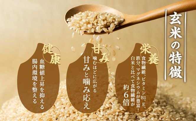 愛知県産 あいちのかおり 玄米 5kg お米 玄米 ライス ご飯 おにぎり お弁当 和食