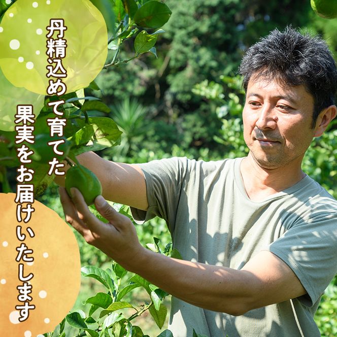 数量限定！有機JAS 木成り甘夏(約10kg) 国産 果実 果物 フルーツ 柑橘 デザート きなり 木なり あまなつ みかん ミカン 蜜柑 期間限定 有機栽培 【中村農場】akn084-10