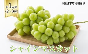 【2026年先行予約】 ぶどう 岡山県産 シャインマスカット 1kg箱（2～3房） 《2026年10月中旬-11月下旬頃出荷》 葡萄 ブドウフルーツ 果物 スイーツ 数量限定 期間限定 岡山 里庄町 ブドウ ぶどう