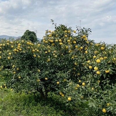 【先行予約】訳あり みかん職人の柚子（ゆず）5kg ユズ ゆず 柚子 柑橘 フルーツ かんきつ みかん 訳あり 家庭用 えひめ  愛媛県 愛南町 みかん職人武田屋