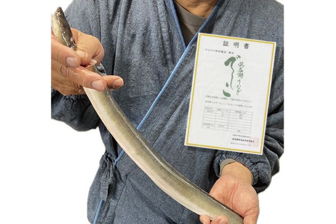 ブランド鰻【でしこ】 うなぎ 国産 静岡 雌うなぎ 炭火 白焼 長焼 200g 1尾 [ヤママツ村田商店 静岡県 吉田町 22424593-a] 鰻 ウナギ unagi 白焼き 雌鰻 雌 メス でしこ 養鰻 静岡県産 真空パック 冷凍 血抜き締め