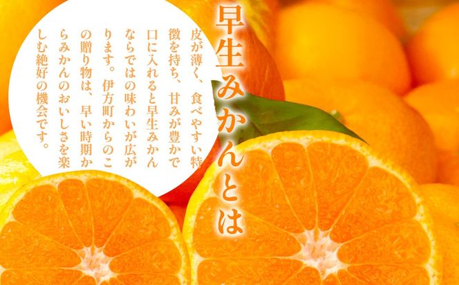 【先行予約】浅野農園の早生みかん 訳あり計10kg ※離島への配送不可（2026年11月上旬～11月中旬頃に順次発送予定） IKTAC013