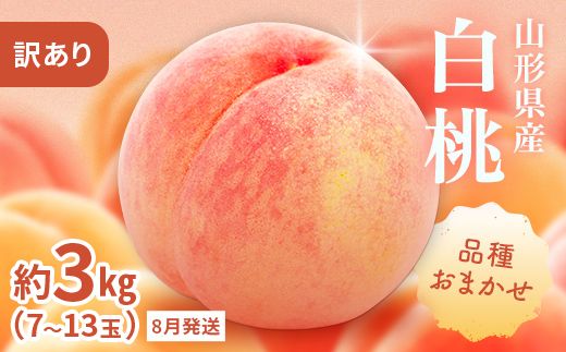 FYN9-731 ≪2026年先行予約≫ ご家庭用 8月発送 山形県産 品種おまかせ 白桃 約3kg(7～13玉) 2026年8月上旬から順次発送 はくとう 桃 もも モモ 果物 くだもの 夏果実 フルーツ 訳あり 農業者支援 家庭用 自宅用 産地直送 山形県 西川町 月山