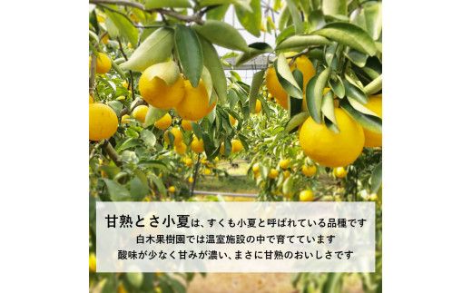 【先行予約】甘熟とさ小夏 約3.5kg 2S～2L〈2027年4月上旬～2027年5月中旬頃発送〉  /  こなつ コナツ 果物 フルーツ 柑橘 かんきつ 宿毛小夏 すくも小夏 日向夏 ニューサマーオレンジ 爽やか 甘酸っぱい【白木果樹園】 [BQAI031]